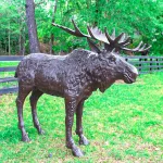 life size alaskan moose sculpture in bronze