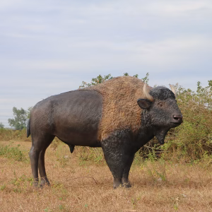 American Plains Bison Buffalo Statue